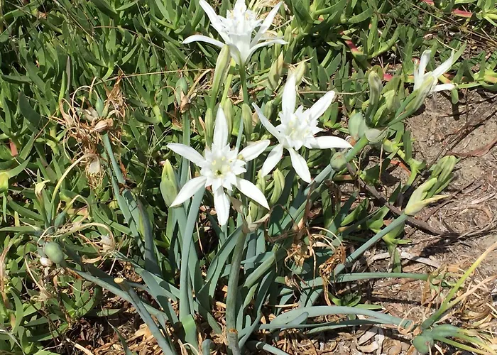 Bau Cannas * Muravera